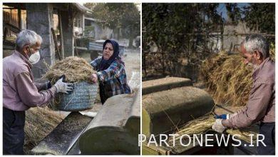 جشن خرمن گیلان، تجلی فرهنگ تعاون و همدلی