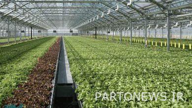 Construction of 1,200 hectares of greenhouses with the support of the Agricultural Bank in the last 18 months