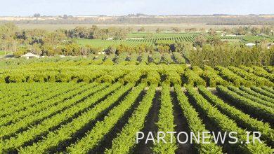 The composition of the organizing committee of agricultural trade unions has been determined - Mehr News Agency |  Iran and world's news