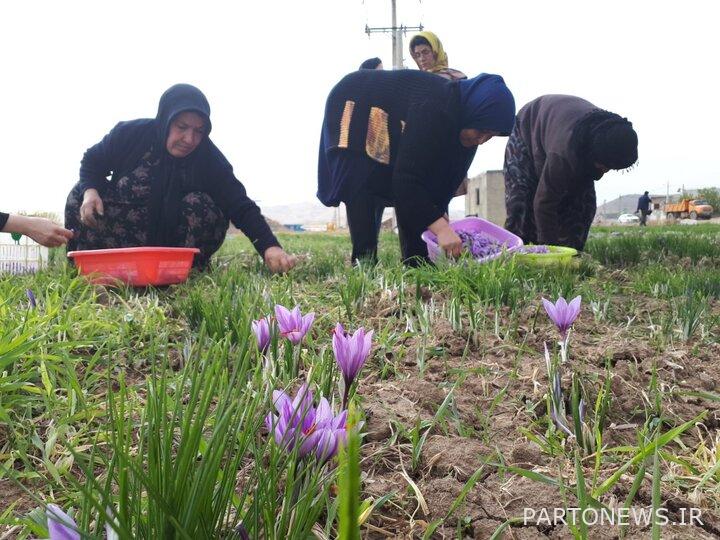 ريادة نساء كرمنشاه بأيدٍ فارغة