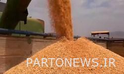 افزایش قیمت گندم در بازارهای جهانی/واردات کالاهای اساسی سخت‌تر شده است