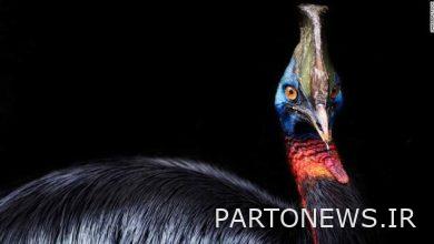 When the most dangerous bird in the world is domesticated!