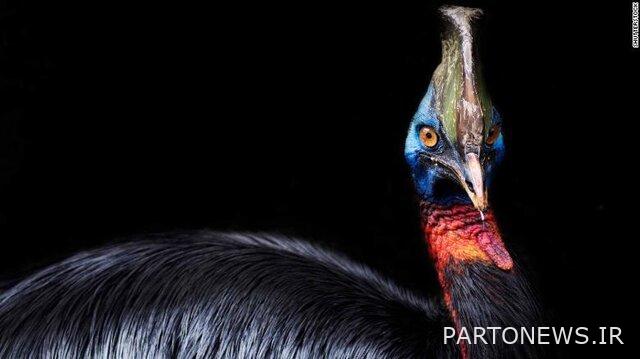 When the most dangerous bird in the world is domesticated!