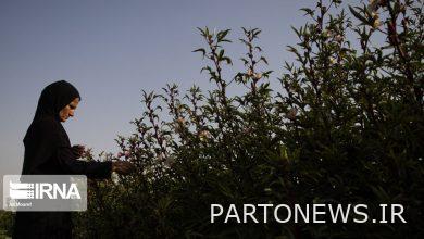 حصاد الشاي الأحمر في قرية الفيه التابعة لمدينة كارون