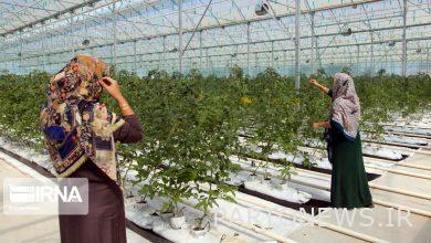 مهاجرت از شهر به روستا با توسعه کارآفرینی