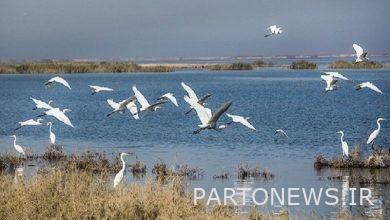 Migration of 30,000 migratory birds to Mill and Moghan Aslandooz wetlands
