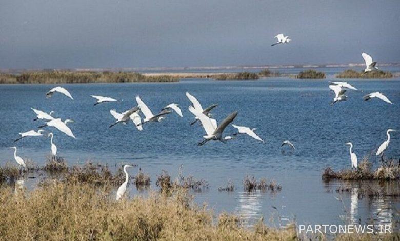 Migration of 30,000 migratory birds to Mill and Moghan Aslandooz wetlands