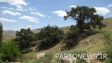 Aras Archli habitat, a treasure trove of ancient trees in North Khorasan