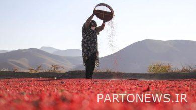 يبدأ شراء دعم Barberry الأسبوع المقبل