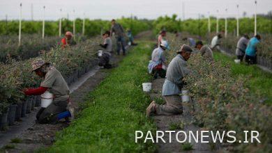 بهره‌کشی صنایع کشاورزی آمریکا از قاچاق نیروی کار