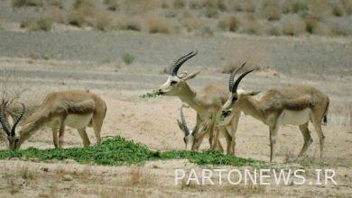 Distribution of forage in wildlife habitats in the form of "Deer Guarantor" scan