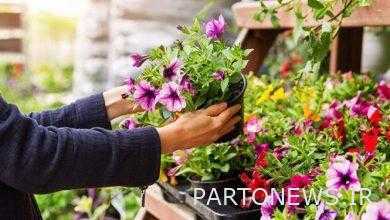 A florist who plants flowers on the "wall"