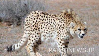 We have only 3 female cheetahs in the country