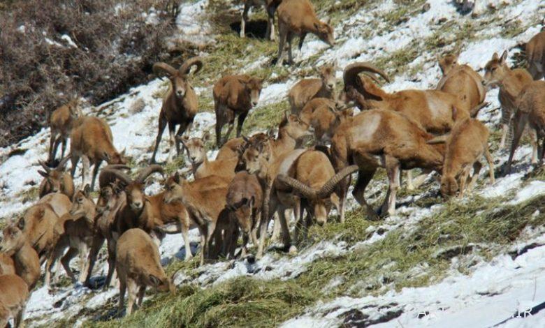The no-hunting zone in the difficult Darband of Kowsar city will be upgraded