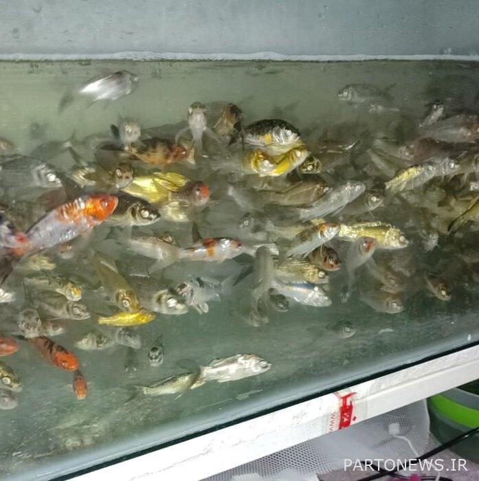 Achieving entrepreneurship in adolescence is the result of a combination of talent, interest and will