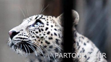 Eram Zoo leopard "Mavi" died of an infectious disease