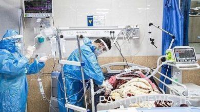 تسبب كورونا في وفاة 236 مريضا / 4085 مريضا في وحدة العناية المركزة