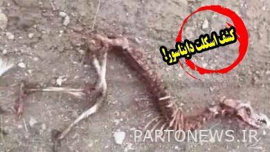 Dinosaur skeleton in Kojoor section of Mazandaran from rumor to expert opinion!? + Movie