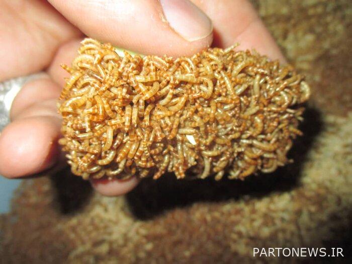 Insect breeding, a money-making and money-making industry