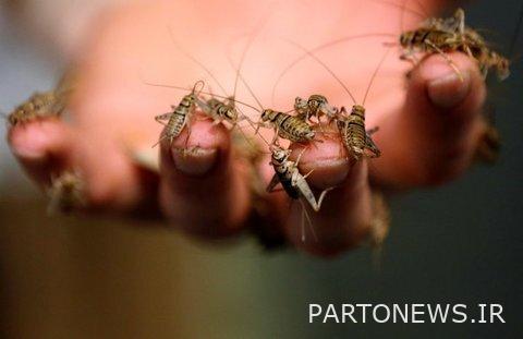 Insect breeding, a money-making and money-making industry