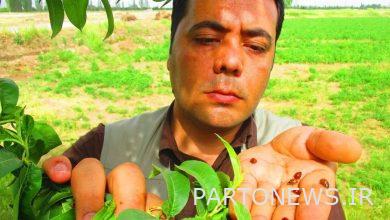 پرورش حشره، صنعتی پولساز و ارزآور