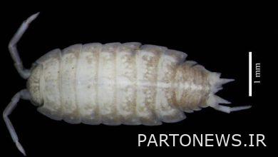 A new species of animal was discovered in Zarneh Ivan Cave
