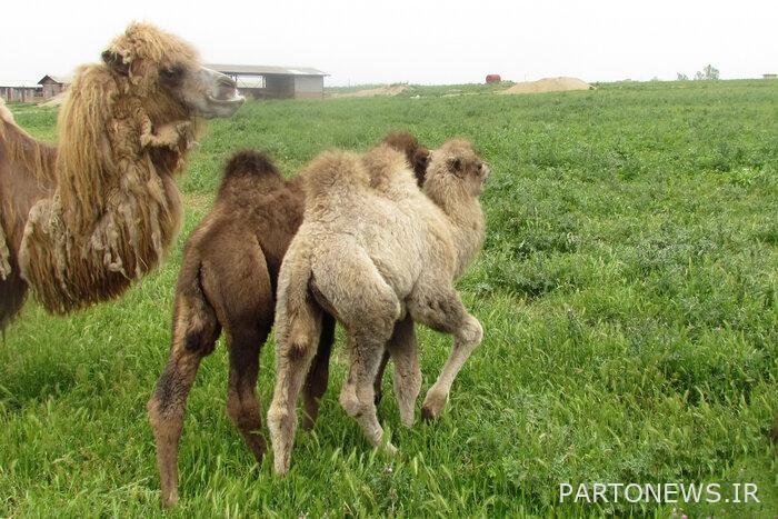 تمت مراجعة الإستراتيجيات التشغيلية لمشروع صيانة وإعادة تأهيل الإبل التي تسير على قدمين