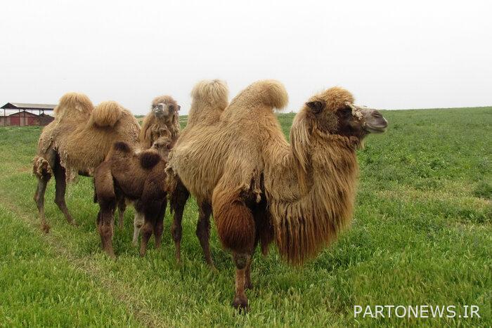 تمت مراجعة الإستراتيجيات التشغيلية لمشروع صيانة وإعادة تأهيل الإبل التي تسير على قدمين