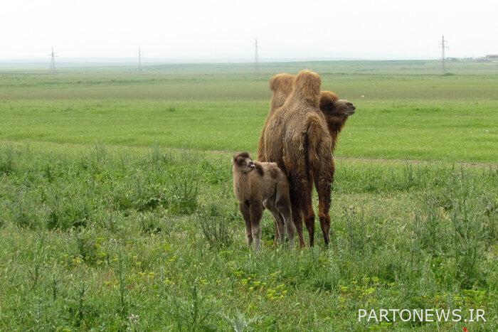 تمت مراجعة الإستراتيجيات التشغيلية لمشروع صيانة وإعادة تأهيل الإبل التي تسير على قدمين