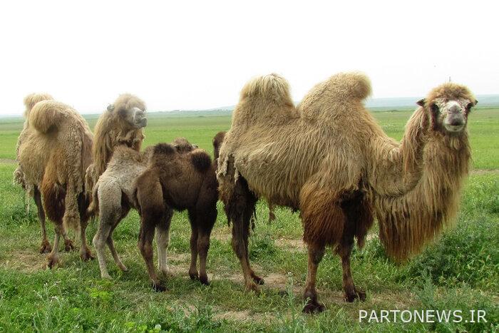 تمت مراجعة الإستراتيجيات التشغيلية لمشروع صيانة وإعادة تأهيل الإبل التي تسير على قدمين