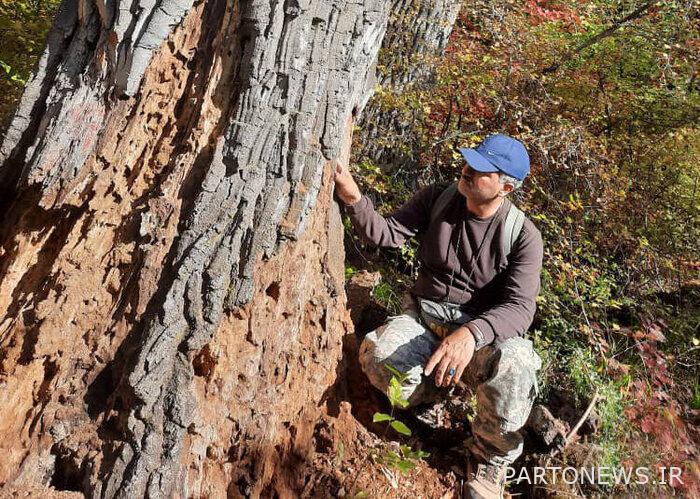 Golestan 1- Three species of Golestan forests are under threat