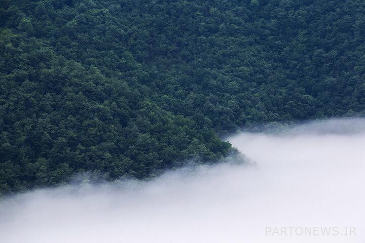 Golestan 2 - Three species of Golestan forests are under threat
