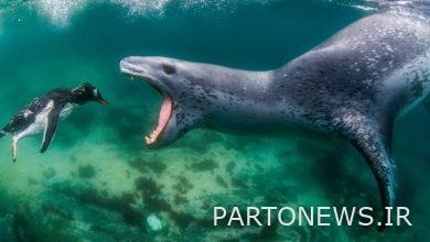 أحدث صور الحياة البرية المثيرة / هجوم ختم القطب الجنوبي على طيور البطريق