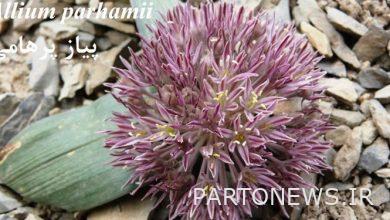 Naming a newly discovered plant called Shahid Mohitban