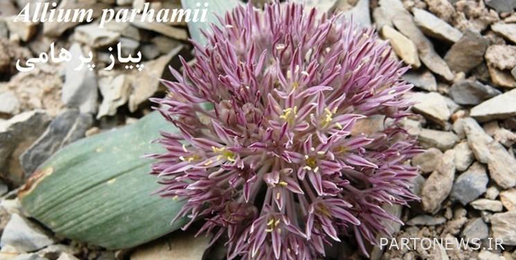 Naming a newly discovered plant called Shahid Mohitban