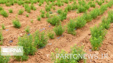 بانوی کشاورز کارآفرین: دولت سیزدهم در حمایت از تولید عزم جدی دارد