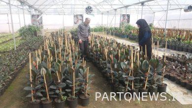 فروش، اولین دغدغه تولید کننده نمونه گل و گیاه مازندران