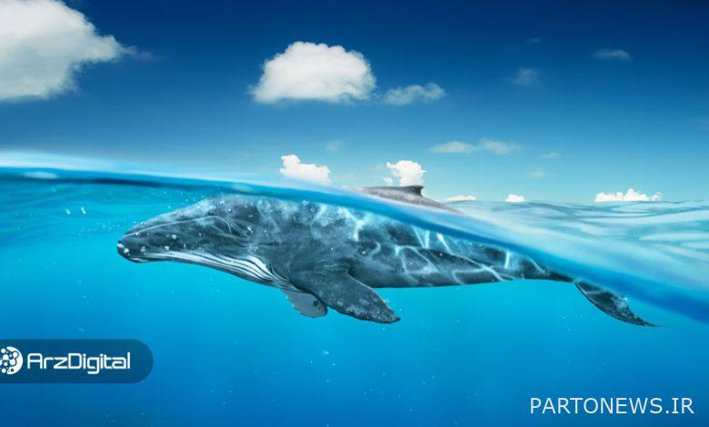 بزرگترین نهنگ اتریوم در چه ارزهایی سرمایه‌گذاری کرده است؟