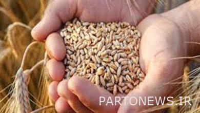 The condition of self-sufficiency in wheat Fars news