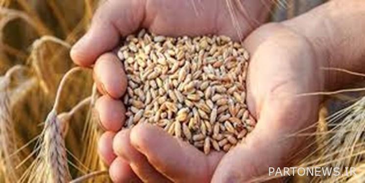 The condition of self-sufficiency in wheat  Fars news