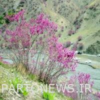 The purple valley of Mashhad, the beautiful nature of Khorasan