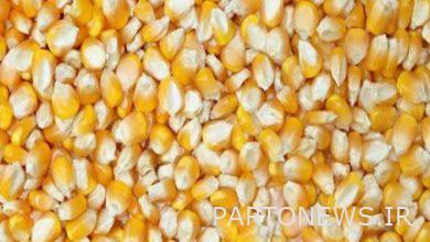 Rising feed prices continue to rise in global markets