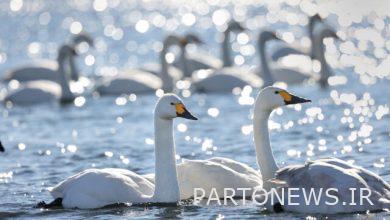 آشیانه سازی پرندگان در زیستگاههای آذربایجان غربی آغاز شد