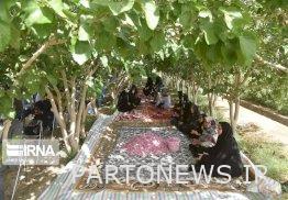 The fourth rose-picking tourism festival was held in the village of Nehur, Zabul