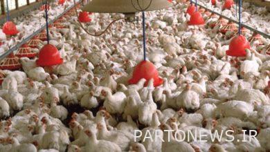 12 problems in the country's poultry industry and warnings of a future crisis
