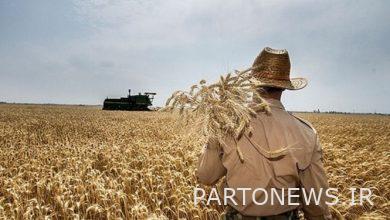 توقع انخفاض بنسبة 35 ٪ في إنتاج القمح في أوكرانيا
