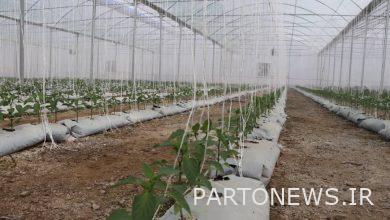 کارآفرینان حوزه کشاورزی سیستان و بلوچستان تسهیلات ویژه دریافت می‌کنند