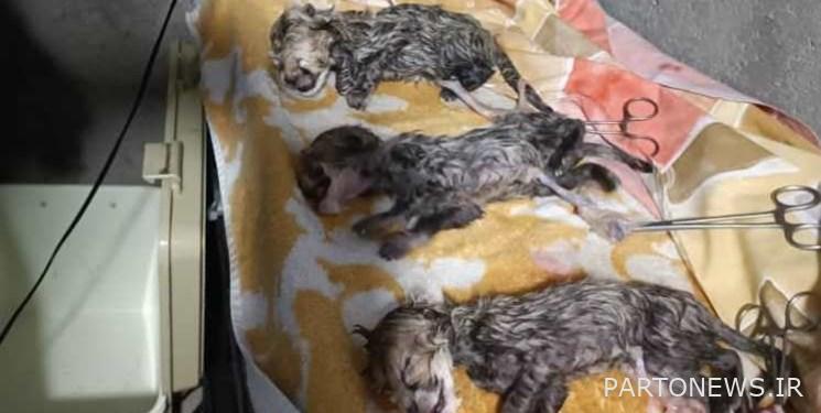 Announcing the sex of cheetahs born on the site of the Iranian Cheetah Breeding Center
