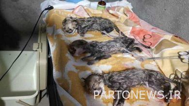 وفاة أحد أشبال الفهود الإيرانية الثلاثة بسبب مرض خلقي