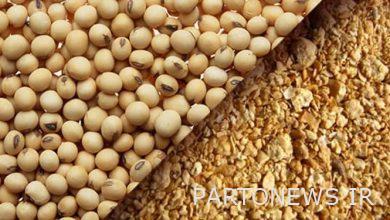 Supply of 3 thousand tons of meal next week